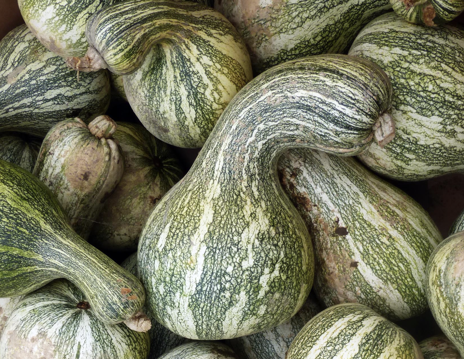 Green-Striped Cushaw (Striped Crookneck) Winter Squash